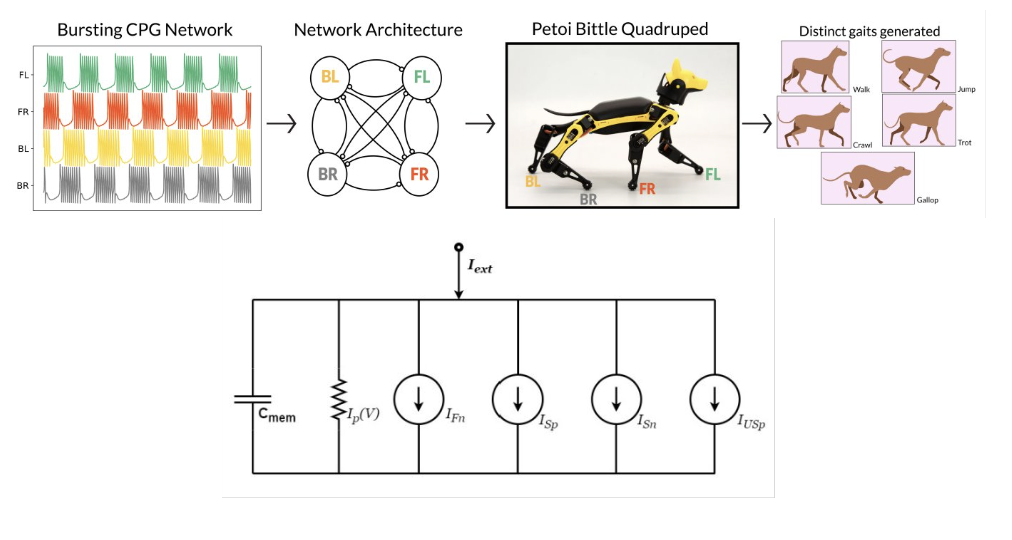 Neuromorphic Robodog